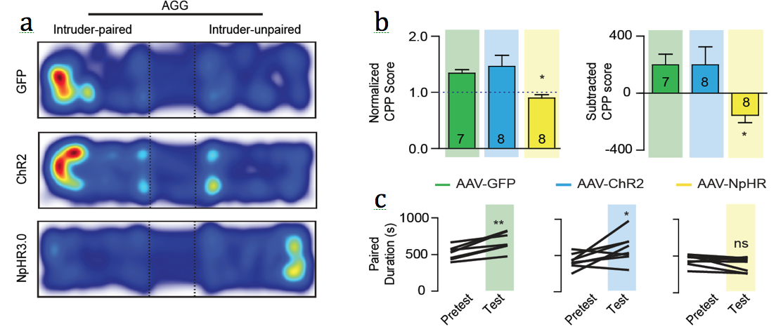 optogenetic control reward aggressive mice