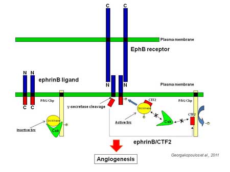 Robakis Vascular